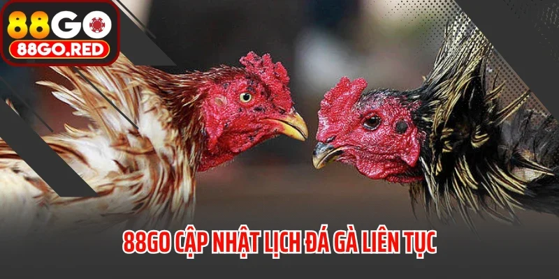 88GO cập nhật lịch đá gà liên tục