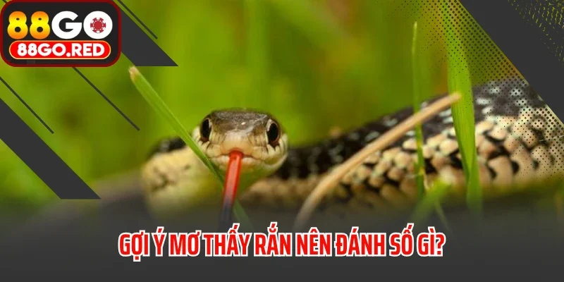 Mơ Thấy Rắn Đánh Bao Nhiêu? Điềm Báo Là Tốt Hay Xấu? 4 Gợi ý mơ thấy rắn nên đánh số gì?
