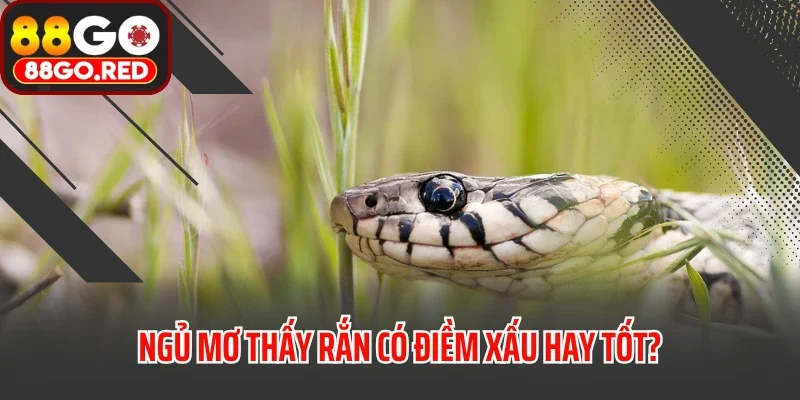 Mơ Thấy Rắn Đánh Bao Nhiêu? Điềm Báo Là Tốt Hay Xấu? 3 Ngủ mơ thấy rắn có điềm xấu hay tốt?