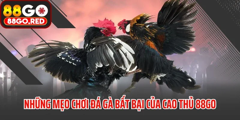 Những mẹo chơi đá gà bất bại của cao thủ 88GO