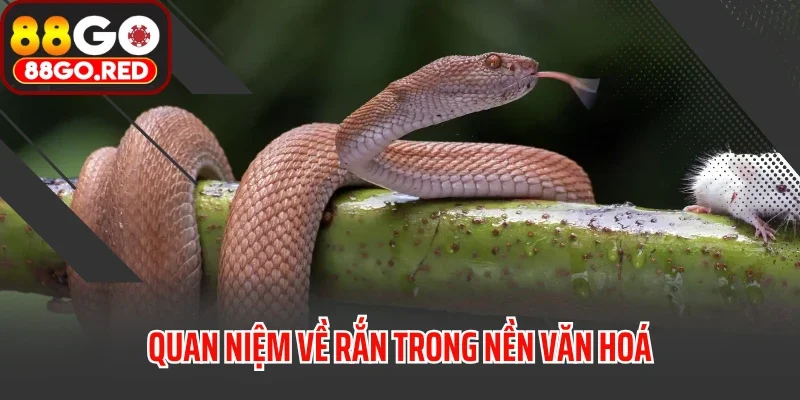 Mơ Thấy Rắn Đánh Bao Nhiêu? Điềm Báo Là Tốt Hay Xấu? 2 Quan niệm về rắn trong nền văn hoá
